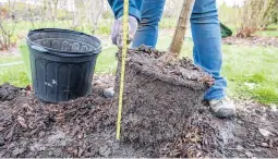  ?? JEFF ROSS/THE MORTON ARBORETUM ?? Measure the root mass of a new tree to make sure you don’t make the planting hole too deep. A tree planted too far down will not thrive.