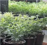  ?? BRENNAN LINSLEY, AP ?? Detroit officials hope to close down 51 illegally run marijuana dispensari­es in the coming weeks, bringing the total to more than 200 closures.