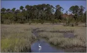  ?? STEPHEN B. MORTON — THE ASSOCIATED PRESS ?? A snowy egret forages in a salt marsh on May 11in Parris Island, S.C. Salt marsh makes up more than half of the Parris Isand base's 8,000acres, and the island's highest point, by the fire station, is just 13feet above sea level.