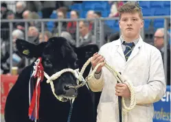  ??  ?? A previous champion heifer at the Royal Northern Spring Show with Llyr Jones. Picture: Jim Irvine.