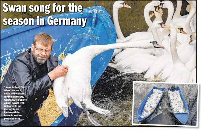  ??  ?? “Swan Father” Olaf Niess catches a swan in the Alster River in Hamburg, Germany, to put into a boat (inset) with fellow birds for journey to an ice-free winter home in another part of the city.