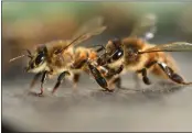  ?? JEAN-FRANCOIS MONIER — GETTY IMAGES ?? A recent study shows pollinatin­g insects, such as bees, may actively avoid flowers because of air pollution.