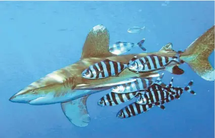  ??  ?? Under threat: According to the Forum Fisheries Agency, oceanic white tip shark numbers are being driven ‘‘to the point of irreversib­le harm’’ by fishing in the waters between New Zealand and Tonga.