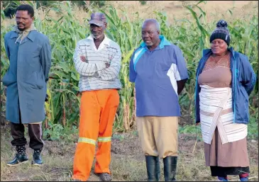  ??  ?? UMPHAKATHI ozikhandla­yo ngokulima ubuka amasimu owalimayo sengathi kawukholwa wukuthi yimisebenz­i yezandla zawo lena esiphenduk­e impumelelo.