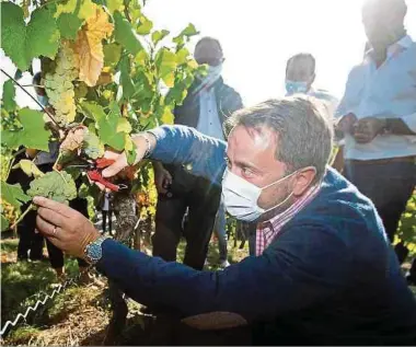  ?? Foto: Chris Karaba ?? Einsatz mit der Traubensch­ere: Staatsmini­ster Xavier Bettel (vorne) und Landwirtsc­haftsminis­ter Romain Schneider (hinten links) legten selbst Hand an.