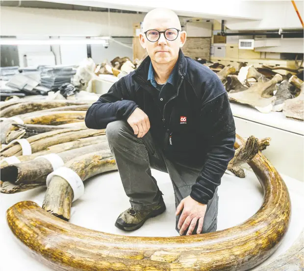  ?? THE CANADIAN PRESS / JR ANCHETA, UNIVERSITY OF ALASKA FAIRBANKS ?? Mat Wooller, director of the Alaska Stable Isotope Facility, kneels among a collection of some of the mammoth tusks at the University of Alaska
Museum of the North. More than 17,000 years ago, a woolly mammoth roamed enough of the Alaskan landscape to circle the Earth twice.