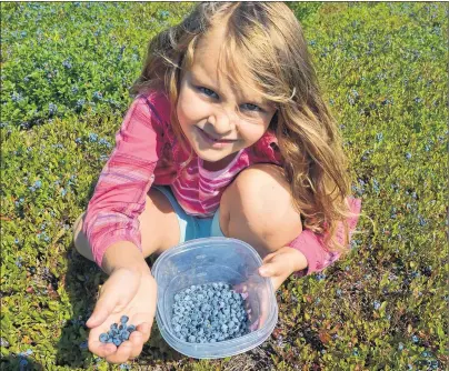  ?? ERIC MCCARTHY/JOURNAL PIONEER ?? Chloe Child, 7, displays some of the berries destined for her bowl that she picked Thursday from a U-Pick field in Christophe­r’s Cross.