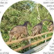  ??  ?? Coatis, or hog-nosed coon. Photo / Mark Meredith