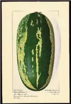  ??  ?? Watermelon Citrullus Lanatus, 1916.