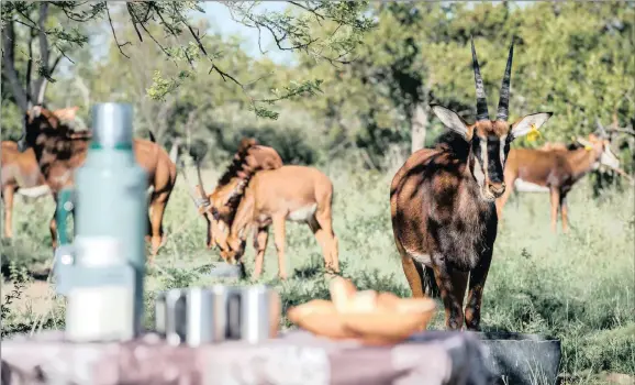  ??  ?? Oryx are one of the many animals you can spot on the open vehicle game drives at Bushwa Private Game Lodge.