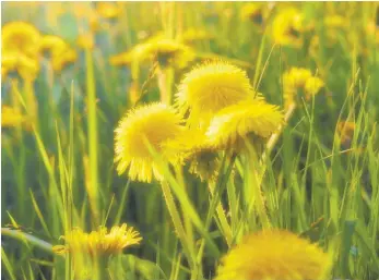  ?? FOTO: LINDA EGGER ?? Für jedes Bauprojekt müssen Ausgleichs­flächen her – die können zur Not auch woanders zugekauft werden. Umweltschü­tzer sehen das System kritisch.