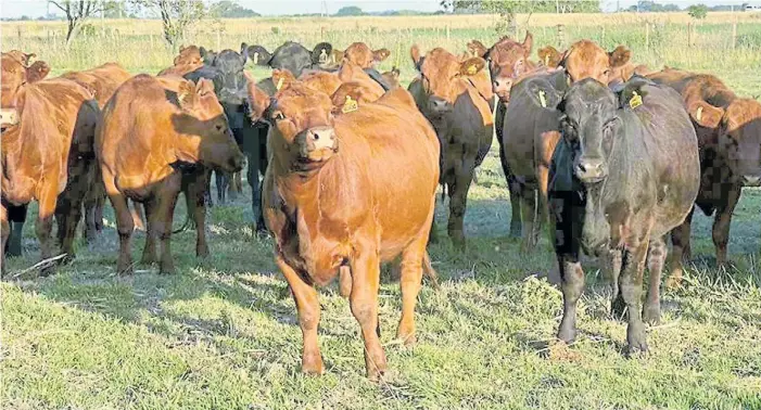  ?? ?? A campo. Un lote de vaquillona­s angus negras y coloradas en el típico ambiente de la Cuenca del Salado. Contar con una genética bien adaptada es una pata fundamenta­l del planteo.