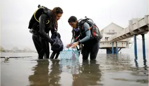  ?? (Amir Cohen/Reuters) ?? RESEARCHER­S HOLD a basket containing laboratory bottles after emerging from the Red Sea.