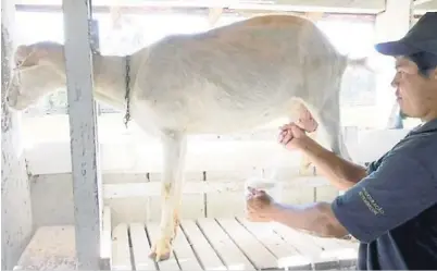  ??  ?? LA LECHE DE CABRA POSEE NUTRIENTES MAS FACILES DE ASIMILAR QUE LA LECHE BOVINA.