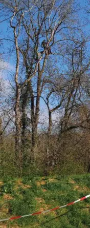  ??  ?? Sur l’image, prise le 3 avril, un pompier,
un médecin et une médiatrice entament les négociatio­ns avec
les deux activistes perchés tout à gauche, qui leur ont interdit de scier le rideau de branches pour s’approcher. La chute
surviendra moins de deux heures plus tard.