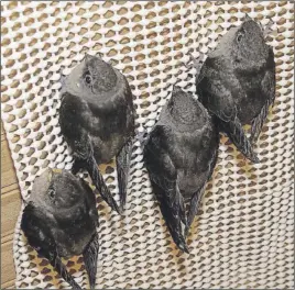  ?? Murdo messer phoTos ?? A few young chimney swifts were raised at the Cobequid Wildlife Rehabilita­tion Centre before being released.