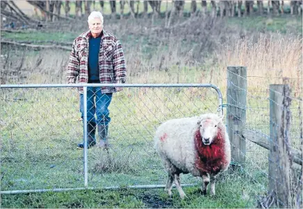  ?? Photo: MYTCHALL BRANSGROVE/FAIRFAX NZ. ?? The one that got away: Alan Ottley is philosophi­cal after ewes and lambs were attacked on his orchard by a dog, with only the ewes surviving, but left bloodied.