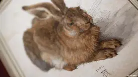 ??  ?? Dürer's world renowned painting, "Young Hare" (1502)