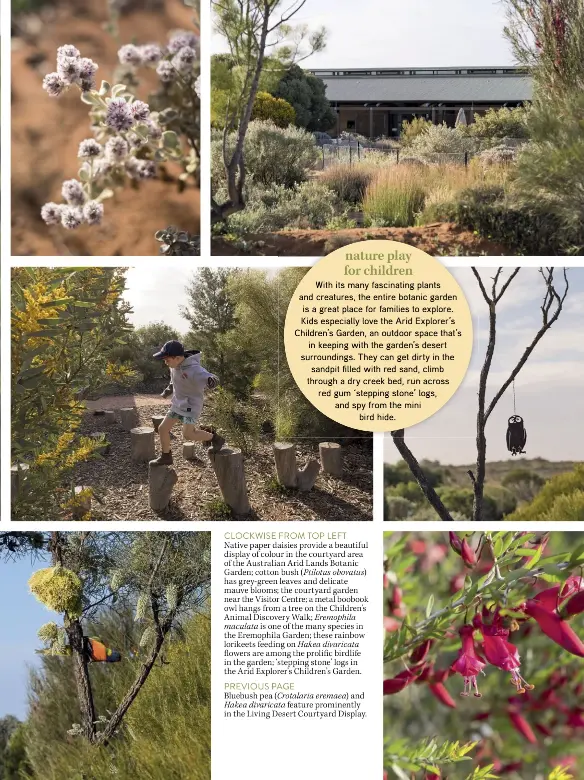  ??  ?? CLOCKWISE FROM TOP LEFT
Native paper daisies provide a beautiful display of colour in the courtyard area of the Australian Arid Lands Botanic Garden; cotton bush (Ptilotus obovatus) has grey-green leaves and delicate mauve blooms; the courtyard garden near the Visitor Centre; a metal boobook owl hangs from a tree on the Children’s Animal Discovery Walk; Eremophila maculata is one of the many species in the Eremophila Garden; these rainbow lorikeets feeding on Hakea divaricata
owers are among the proli c birdlife in the garden; ‘stepping stone’ logs in the Arid Explorer’s Children’s Garden.