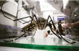  ?? Victor J. Blue / New York Times ?? A model of an Aedes Aegypti mosquito, the type that transmits the Zika virus, on display in New York,