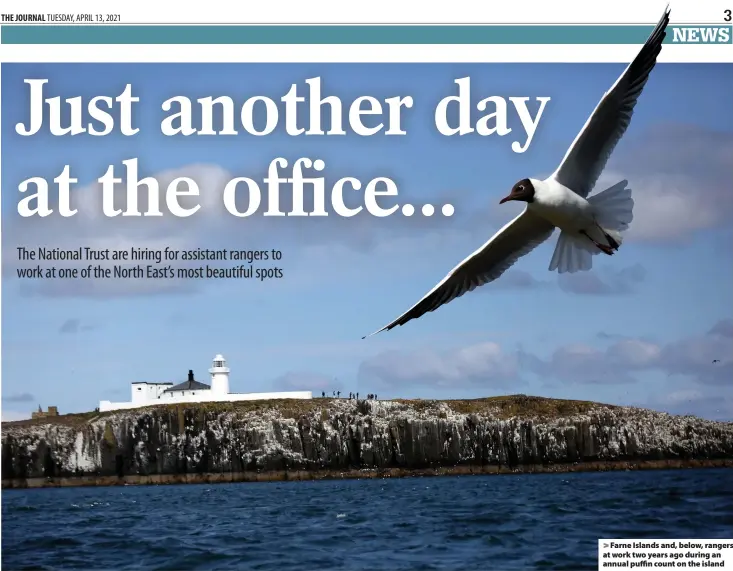  ??  ?? > Farne Islands and, below, rangers at work two years ago during an annual puffin count on the island