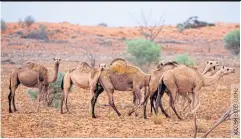  ??  ?? Wild camels in South Australia: Driven from the desert by a prolonged drought, camels are descending on towns in search of water, wreaking havoc on infrastruc­ture and endangerin­g residents in the process.