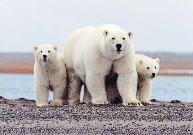  ?? REUTERS ?? Óssos polars al refugi nacional de fauna del mar de Beaufort, a Alaska (Estats Units)