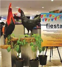  ??  ?? The Zampen Native Chicken FIESTA 2016 - a two-day technology transfer activity to promote Zampen native chicken production as a source of livelihood - was held at the KCC Mall de Zamboanga. The event underscore­d the importance of the native chicken...
