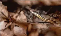  ?? Mark Lotterhand/Contribute­d photo ?? A ribbon snake, photograph­ed by Mark Lotterhand on the forest floor on February 6, weeks ahead of their normal emergence date.