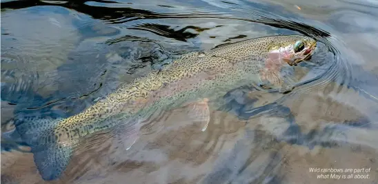  ??  ?? Wild rainbows are part of what May is all about.