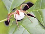  ??  ?? A large female nursery web spider carefully carries her egg sac with her fangs. She’ll guard over the young that hatch out through their first larval stage, when they will be ready to go out on their own.