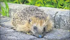  ?? ?? Newbury Town Council is campaignin­g for a hedgehog super highway