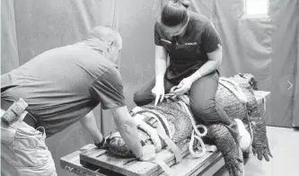  ?? University of Florida College of Veterinary Medicine/Facebook ?? A 376-pound gator from the St. Augustine Alligator Farm Zoological Park named Brooke recently got medical attention from a team at the University of Florida College of Veterinary Medicine in Gainesvill­e.