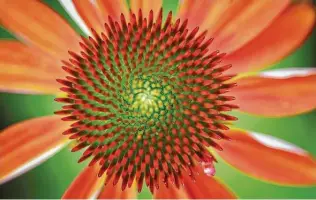  ?? Houston Chronicle file ?? The Color Coded coneflower series includes ‘Orange You Awesome,’ ‘The Price is White,’ ‘Yellow My Darling’ and a red variety called ‘Frankly Scarlet.’