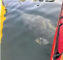  ?? SUBMITTED PHOTO ?? Kayakers in Witless Bay came across this baby beluga in August.