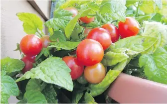  ??  ?? Whiteflies were seen to be more active than usual in gardens last summer. Tomatoes, including potted patio types, were common targets.