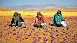  ??  ?? Iranian farm workers harvest saffron flowers.