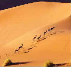  ??  ?? African wonders: Springbok in the Namib Desert, penguins at Boulders Beach and Boudicca (top) off Mayotte