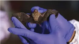  ??  ?? In Myanmar, a scientist with Smithsonia­n’s Global Health Program examines the world’s smallest mammal, a bumble
bee bat.