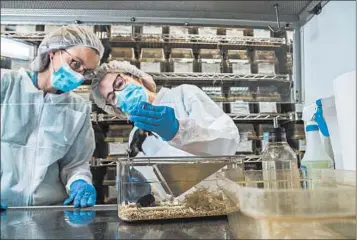  ?? ZBIGNIEW BZDAK/CHICAGO TRIBUNE ?? Veterinari­an Jeanette Purcell, right, and veterinary technician Candice McGuire perform a health check of lab mice.