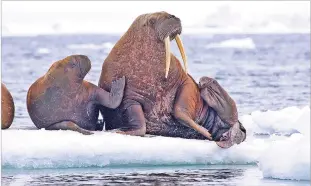  ?? S.A. SONSTHAGEN/U.S. GEOLOGICAL SURVEY VIA AP ?? Pacific walruses rest in 2010 on an ice flow in the Chukchi Sea, Alaska. A lawsuit making its way through federal court in Alaska will decide whether Pacific walruses should be listed as a threatened species, giving them additional protection­s. Walruses use sea ice for giving birth, nursing and resting between dives for food, but the amount of ice over several decades has steadily declined due to climate warming.