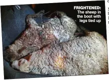  ??  ?? Frightened: The sheep in the boot with legs tied up