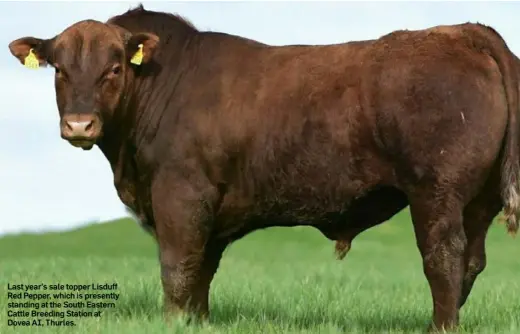  ??  ?? Last year’s sale topper Lisduff Red Pepper, which is presently standing at the South Eastern Cattle Breeding Station at Dovea AI, Thurles.