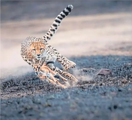  ??  ?? black grass in Narok County, Kenya. Ontario-based wildlife photograph­er Thomas Vijayan, who captured the stunning image, was t: “The cheetah started playing with the gazelle fawn like its own cub, then set it free to its mother. Animals value the life of other animals”