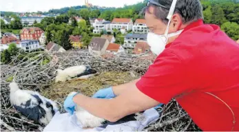  ?? FOTO: HELMUT VAAS ?? Peter Schneider nimmt die Beringung an einem der Jungstörch­e vor.