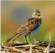  ?? Foto: dpa ?? Die Feldlerche ist gut getarnt und für ihren schönen Gesang berühmt. Diese Vogelart ist bei uns selten geworden. Das hat verschiede­ne Gründe.