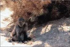  ?? PICTURE: AYANDA NDAMANE ?? A baboon sits under scorched trees. Ecologists are concerned about the welfare of the Cape wildlife and flora.