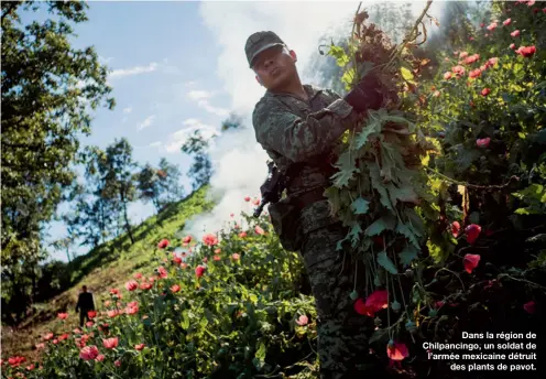  ??  ?? Dans la région de Chilpancin­go, un soldat de l’armée mexicaine détruit
des plants de pavot.