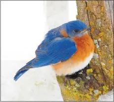  ?? (Submitted photo/Terry Stanfill) ?? An eastern bluebird braves the snow and ice in the region in 2015.