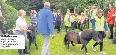  ??  ?? Walk this way Comrie Primary pupils get to lead the ponies around the garden